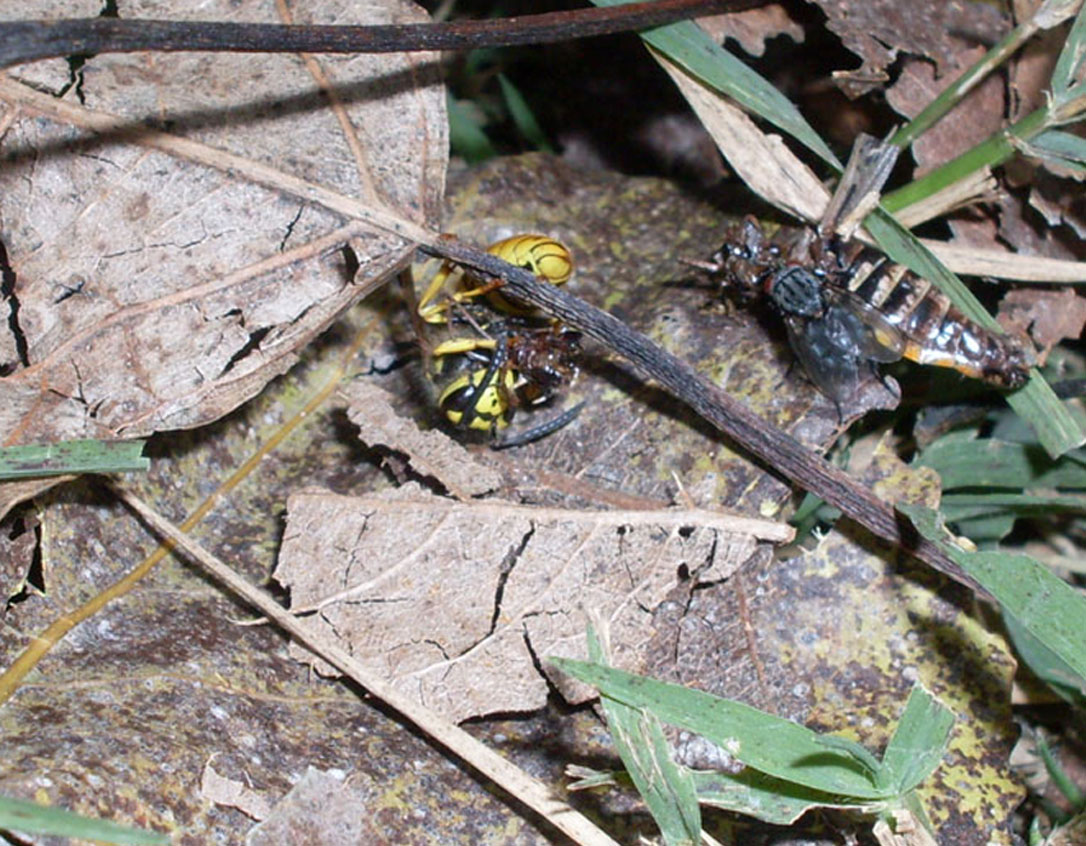 Vespula germanica che spolpano un Acridiidae